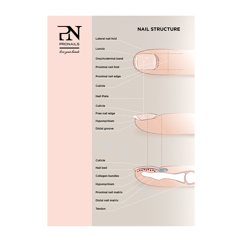 PN Poster Estructutura de Uñas 100 x 70 cm hasta fin de existencias